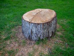 Best Tree Disease Treatment  in Sand Springs, OK