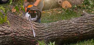 How Our Tree Care Process Works  in  Sand Springs, OK