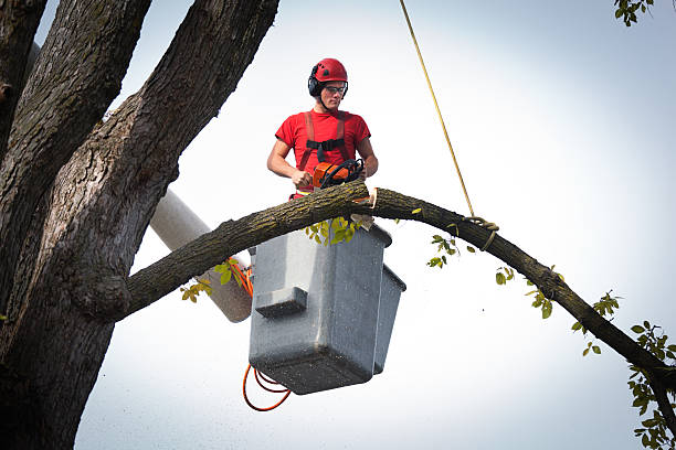 Best Firewood Processing and Delivery  in Sand Springs, OK