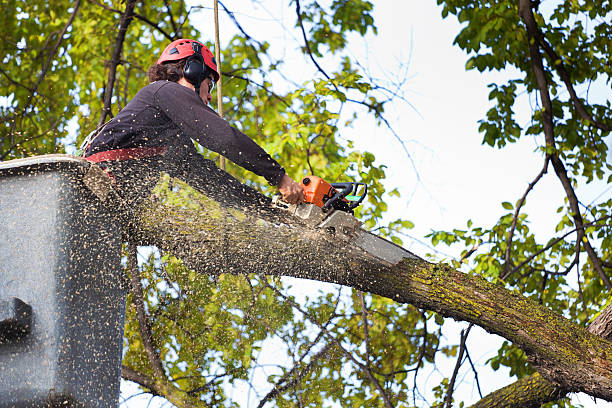 How Our Tree Care Process Works  in  Sand Springs, OK