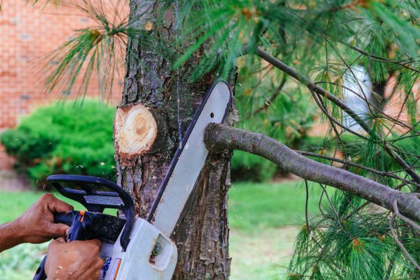 Tree and Shrub Care in Sand Springs, OK